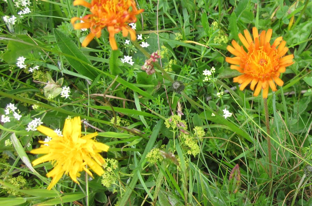 Vielfalt auf einer Wiese